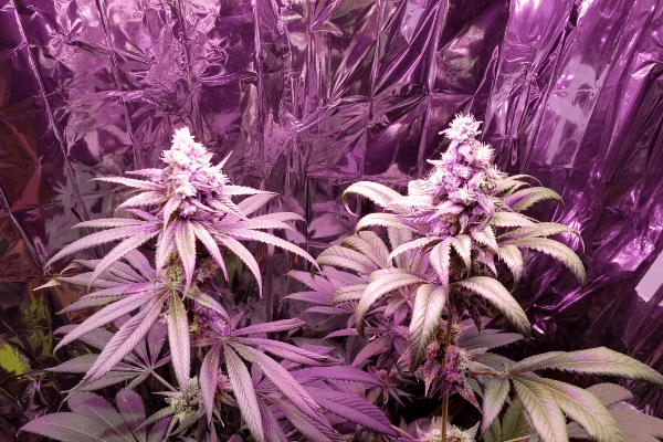 legal cannabis grow brockville